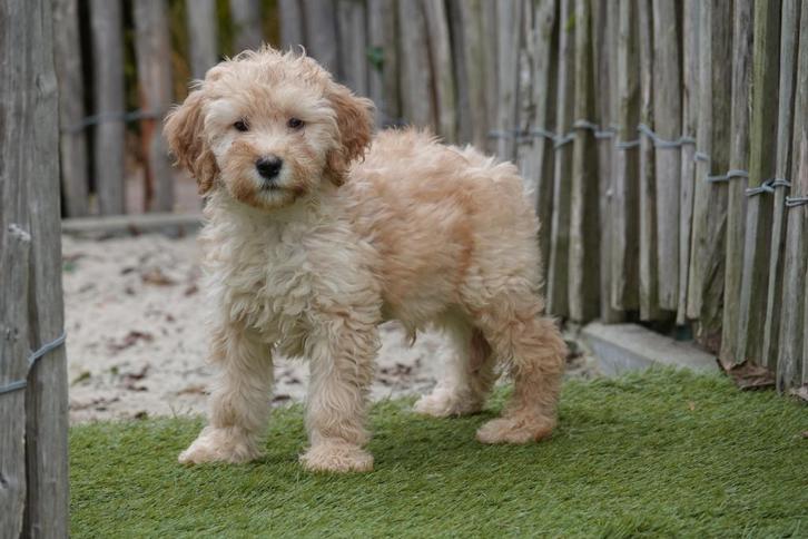 Abrikoze medium Labradoodle pups met stamboom, Dieren en Toebehoren, Honden | Retrievers, Spaniëls en Waterhonden, Meerdere dieren