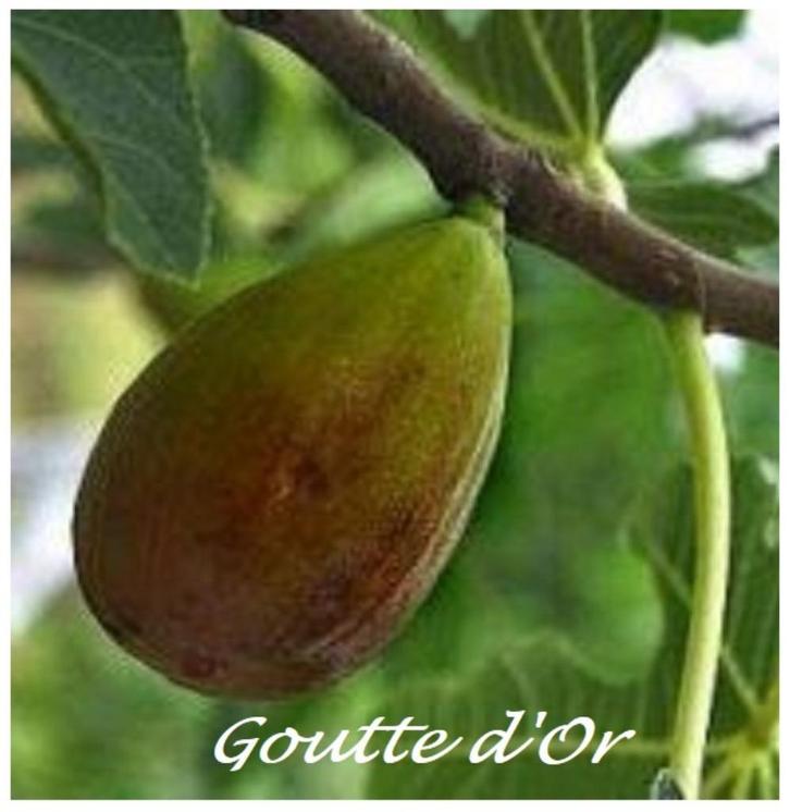 Prachtige VIJGENPLANTEN "GOUTTE D'OR", 1,25/+ Meter, 18€/st, Tuin en Terras, Planten | Tuinplanten, Vaste plant, Fruitplanten