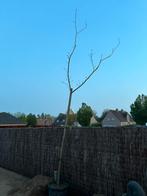 Albizia - Perzische slaapboom 4 a 5 m hoog, Tuin en Terras, Planten | Bomen, Ophalen