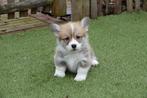 Prachtige speelse Welsh Corgi Pembroke pups, Dieren en Toebehoren, Honden | Herdershonden en Veedrijvers, CDV (hondenziekte), Meerdere