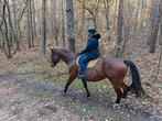 Fantastisch bospaard/ fokmerrie KWPN, Dieren en Toebehoren, Paarden, Merrie, Gechipt, L, 7 tot 10 jaar