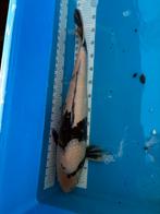 55 cm hi utsuri koi, Dieren en Toebehoren, Karper of Koi