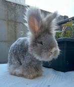 Engels Angora konijn, Dieren en Toebehoren, Konijnen