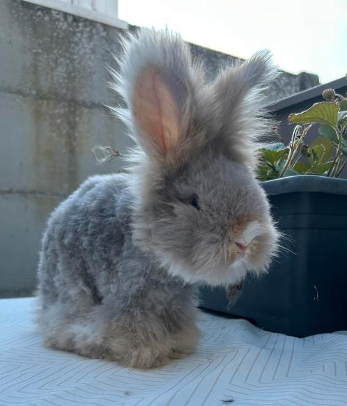 Engels Angora konijn, Dieren en Toebehoren, Konijnen