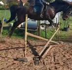 Prachtige brave merrie van zeer goede afstamming, Animaux & Accessoires, Chevaux, M, Avec pedigree, 160 à 165 cm, Cheval de récréation