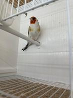 Chardonnerets mutation, Dieren en Toebehoren, Vogels | Overige Vogels, Mannelijk