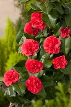 Japanse roos - camellia - 100 cm, Tuin en Terras, Ophalen