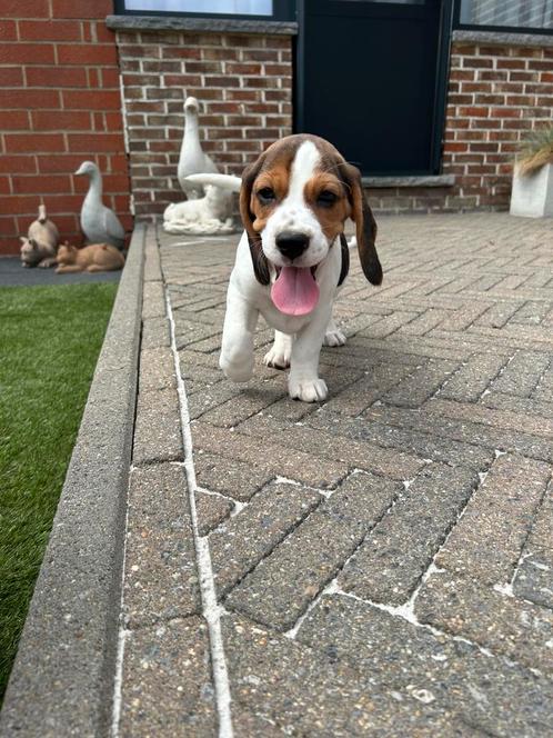 Lieve beagle pups, Dieren en Toebehoren, Honden | Beagles, Bassets en Lopende honden, Beagle, Fokker | Professioneel, Meerdere
