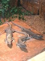 Timon lepidus parelhagedis melanistic, Animaux & Accessoires, Reptiles & Amphibiens, Avec terrarium