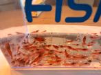Jonge rode garnaaltjes aquarium kraanwater, zeer sterk!, Dieren en Toebehoren, Kreeft, Krab of Garnaal