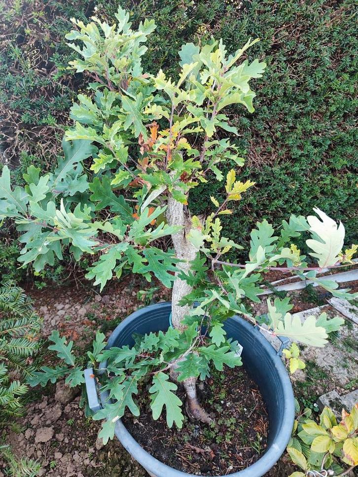 bonsai startplant eik, Tuin en Terras, Planten | Bomen, In pot, Ophalen