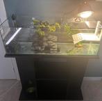 Aquarium + Floridasierschildpad + toebehoren, Dieren en Toebehoren, Schildpad, Met terrarium, 0 tot 2 jaar