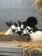 Reuzevlinders /groot lotharinger, Grand