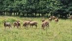 Castlemilk Moorit schapen, Dieren en Toebehoren, Schapen, Geiten en Varkens, Meerdere dieren, Schaap