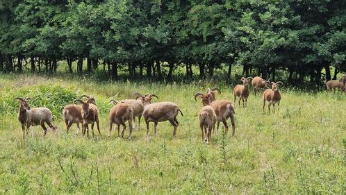 Castlemilk Moorit schapen, Dieren en Toebehoren, Schapen, Geiten en Varkens, Schaap, Meerdere dieren