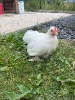Legkippen en cochin koppels + haantje, Dieren en Toebehoren, Pluimvee
