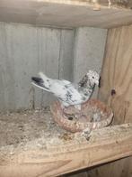 6 stuk duiven voor 30€, Dieren en Toebehoren, Vogels | Duiven