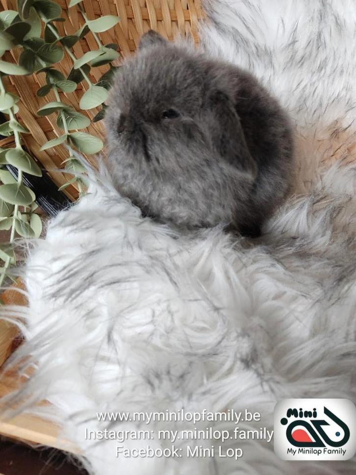 Raszuiver baby minilop konijn ram (transport mogelijk), Dieren en Toebehoren, Konijnen, Dwerg, Mannelijk, 0 tot 2 jaar, Hangoor