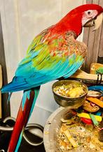 Handtamme Mega lieve groenvleugel ara, Dieren en Toebehoren, Vogels | Parkieten en Papegaaien, Papegaai, Tam