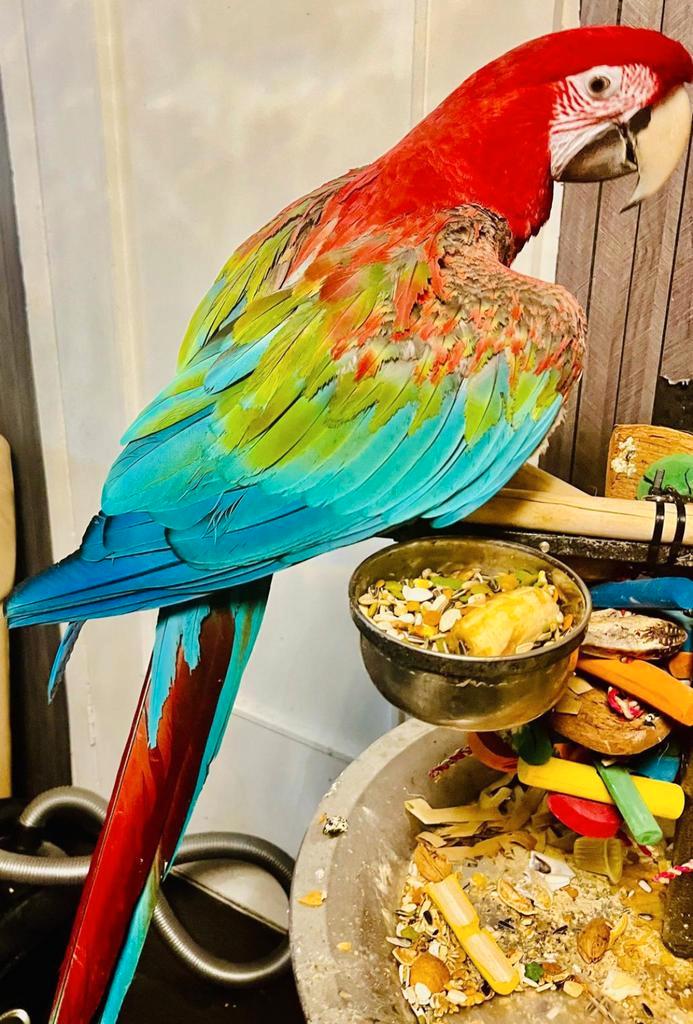 Handtamme Mega lieve groenvleugel ara, Animaux & Accessoires, Oiseaux | Perruches & Perroquets, Perroquet, Domestique