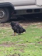 Kip, Dieren en Toebehoren, Kip