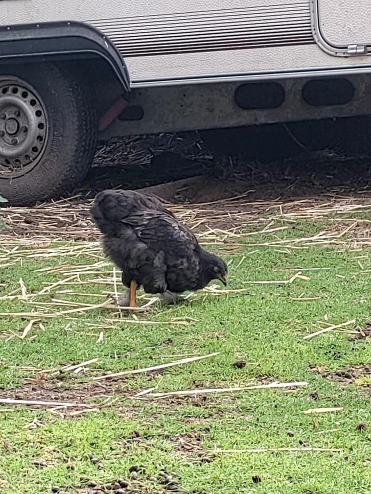 Kip, Dieren en Toebehoren, Pluimvee, Kip