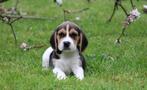 Beagle pups, Dieren en Toebehoren, CDV (hondenziekte), Meerdere, 8 tot 15 weken, Meerdere dieren