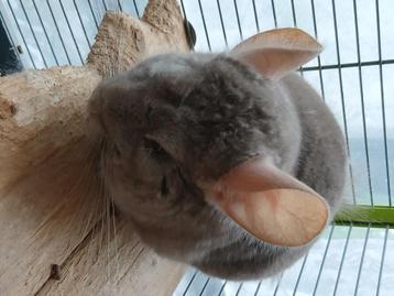 Chinchilla beschikbaar voor biedingen