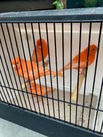 kanaries roodivoor, Meerdere dieren, Kleurkanarie