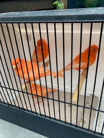 kanaries roodivoor beschikbaar voor biedingen