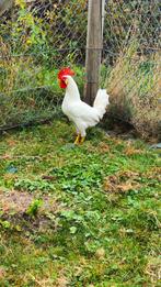 Witte leghorn haan, Dieren en Toebehoren, Pluimvee