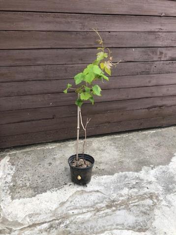 Druiven plant beschikbaar voor biedingen