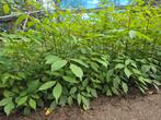 Bijenboom- Tetradium Daniellii, Tuin en Terras, Planten | Bomen, Ophalen