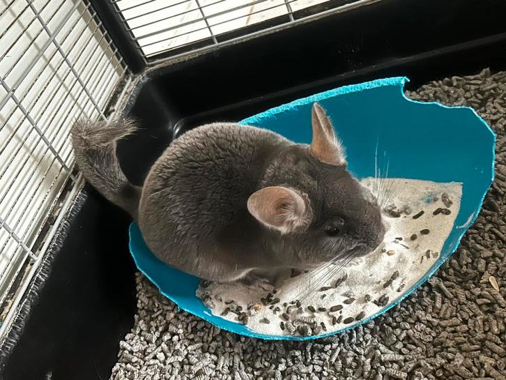 2 chinchilla mannetjes en 1 vrouwtje, Dieren en Toebehoren, Knaagdieren, Meerdere dieren, Chinchilla, Februari, Tam