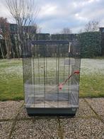 Ruime papagai, parket kooi, Dieren en Toebehoren, Ophalen