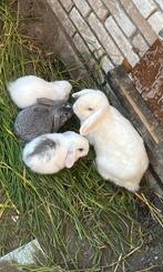 Verschillende hangoor konijntjes, Dieren en Toebehoren, Hangoor