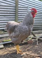 Dernier coq Plymouth Rock à vendre - rare en Belgique, Animaux & Accessoires, Poule ou poulet, Mâle