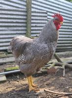 Dernier coq Plymouth Rock à vendre - rare en Belgique, Poule ou poulet, Mâle