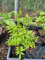 Mooie klimplant. Campsis radicans. Amerikaanse trompetbloem., Tuin en Terras, Ophalen