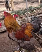 Coq Brahma, Poule ou poulet, Mâle
