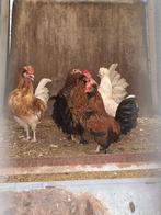 Verschillende soorten hanen, Dieren en Toebehoren, Mannelijk, Kip