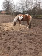 Grote C-pony, Dieren en Toebehoren, Pony's, Ruin, Zadelmak, C pony (1.27m tot 1.37m), 11 jaar of ouder