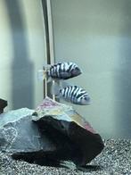 Zebra cicliden bewezen koppel met 3 kindjes, Dieren en Toebehoren