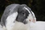 Nhd ram, Dieren en Toebehoren, Konijnen, Mannelijk, Dwerg, Hangoor, 0 tot 2 jaar