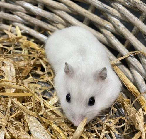 Russische Dwerghamster te koop, Dieren en Toebehoren, Knaagdieren, Meerdere dieren, Hamster