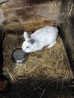 dwergkonijn ram, Dieren en Toebehoren, Konijnen, Mannelijk, Dwerg, 0 tot 2 jaar