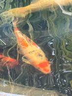Koi taisho sanke 50 cm