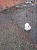 Witte cochin haan 1 jaar ongeveer oud 10 euro, Dieren en Toebehoren, Pluimvee