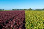 Kwaliteits beuken haagplanten met blote wortel of kluit, Tuin en Terras, Planten | Struiken en Hagen, Ophalen of Verzenden, Haag