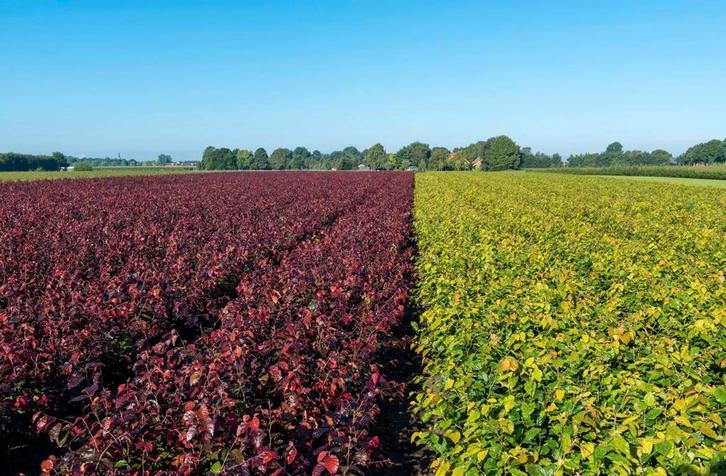 Kwaliteits beuken haagplanten met blote wortel of kluit, Tuin en Terras, Planten | Struiken en Hagen, Haag, Ophalen of Verzenden